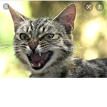 Cool catsssss