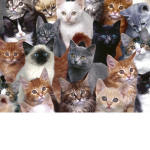 Team cat squad forever