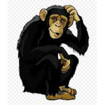 funny monkey grooup