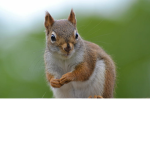 ~Squirrel club~