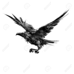 crows call