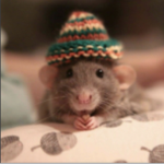 Rat army U_U