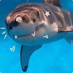 ⋅˚‧ 🌊🦈 ‧˚ ⋅