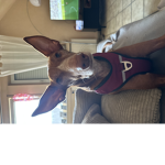 Puppy CEO iS r liFe!!