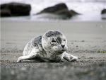 SEALZ!