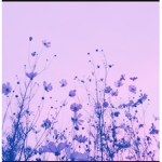 Flow like a purple flower