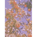 ᴅɪᴀᴍᴏɴᴅꜱ ᴄᴏᴛᴛᴀɢᴇᴄᴏʀᴇ'ꜱ!