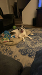 Daisy the doggo!