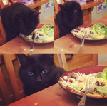 Bugger Kat fanclub