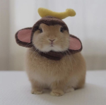 Jeonlovely