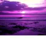 Purple·Society