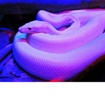 SnakesAreBest