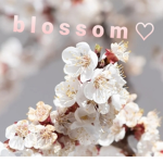 b l o s s o m . +