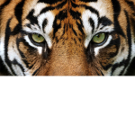 CyberTiger_Clan
