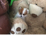 Penny da puppy group