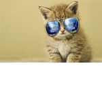 Sus cat Group