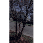 Imgerynice