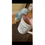 Cookie loves coffee