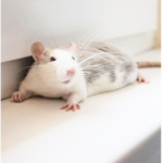 Rats of the Sea