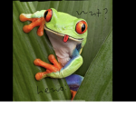 ~Le froggos~