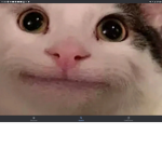 trust the sussy cat
