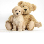 ThePUPPYSqaud