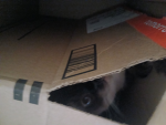 Cats are sooooo epic