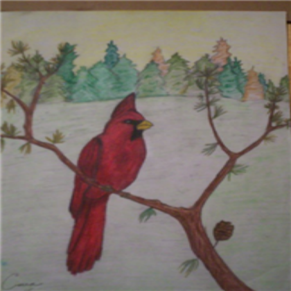 Cardinal Drawing Roblox decal