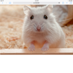Hamster Care