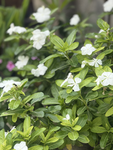 spring_valley