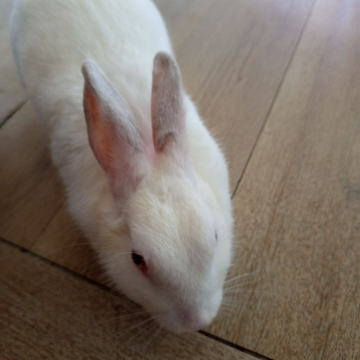 Bunny🥕