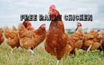 FREE RANGE CHlCKENS