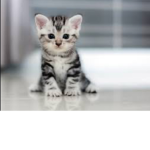 Kittens& Cats