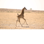 Giraffe queens and kings