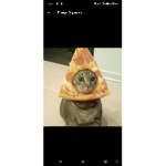 Il animale migliore sono i gatti