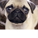 Pug Fanclub