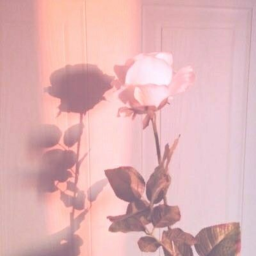 ~ 𝓨𝓸𝓾