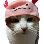 Cats love art club