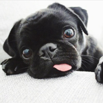 Pugs And Cats Army