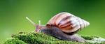 Snails United group
