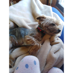 Cute_dog