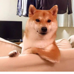 Shibas