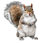 SQUIRREL CO