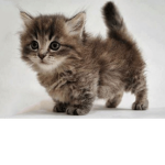 Cats forever :D