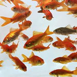 Harvey's fishie group