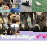French bulldogs!