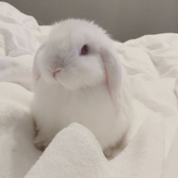 ˗ˏˋ ´ˎ-