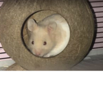 Hamsters rule!