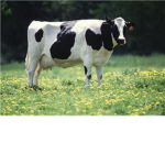 the official roblox Cow army!