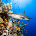 Ocean Heros